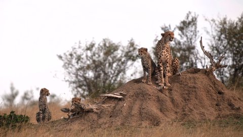 a cheetah mum with three young cubs sits on a termite mound at masai mara national reserve in kenya