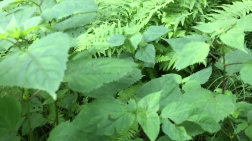 Scanning forest floor to sky of rich colored green under growth upward to the sky.