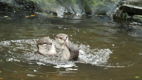 Otter playing in water with joyful.