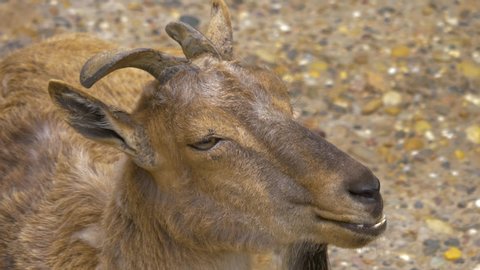 An adult markhor goat is chewing with eyes partially closed.