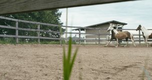 TRACKING Two horses free lunging in the round pen on a horse farm. Shot on RED Helium. 4K UHD RAW graded footage