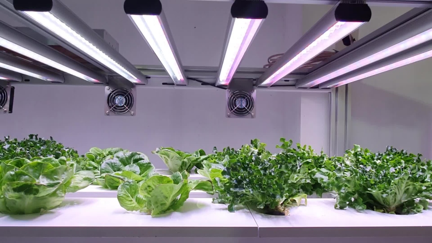 Vegetables are growing in indoor farm/vertical farm. Vertical farming is sustainable agriculture for future food.  | Shutterstock HD Video #1033837016