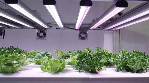 Vegetables are growing in indoor farm/vertical farm. Vertical farming is sustainable agriculture for future food. 