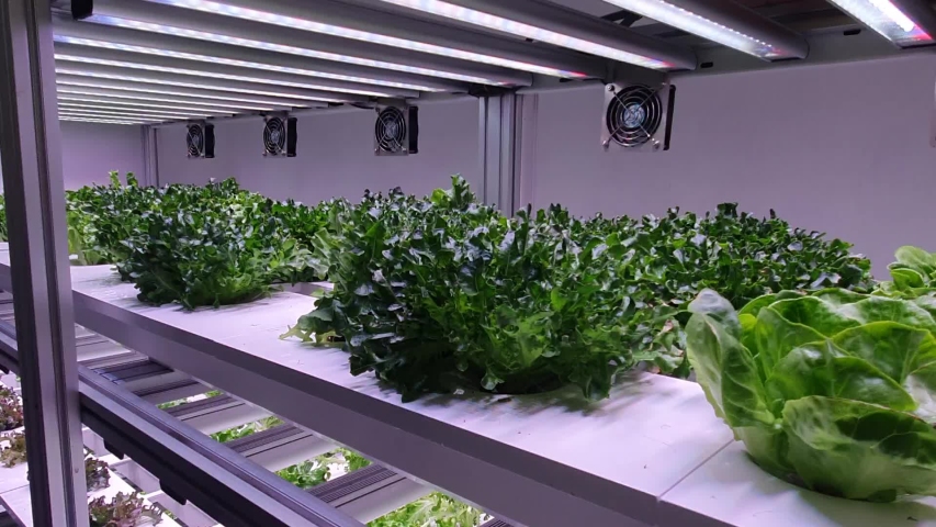 Vegetables are growing in indoor farm/vertical farm. Vertical farming is sustainable agriculture for future food.  Royalty-Free Stock Footage #1033837028