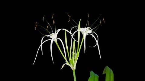 Time-lapse Opening white hymenocallis flower buds ALPHA matte, Full HD. (Hymenocallis caribaea).