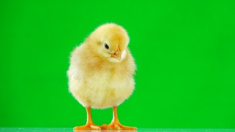Chicken green screen Stock Video Footage - 4K and HD Video Clips ...