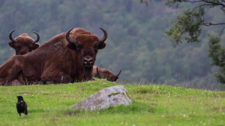 European bison, Bison bonasus, facial portrait of a male sitting on grass moorland during a wet summer afternoon. 