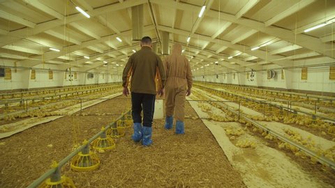 Farmer with engineer checking the process of chicken growing on poultry farm. 4K