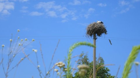 Wildlife crane sitting in his nest on top of pole against the sky. Stork nest, stork nest on the pole.