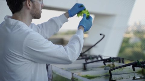 Bio tech scientist or student takes out plant of algae seaweed from a special tank and examines it closely. Renewable energy solutions or bio research laboratory specialist. Green future facility