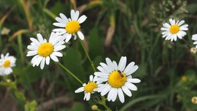 White chamomiles blossom in summer field. Beautiful white chamomiles. Chamomile flowers. White field flowers in summer closeup