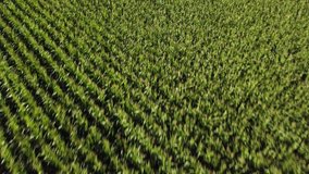 Fast birds eye view of corn field with slow pan to wide angle view of farm land
