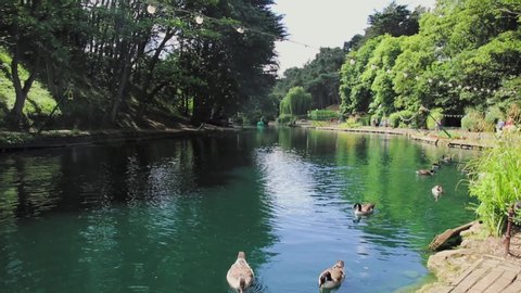 Birds on Water in Park