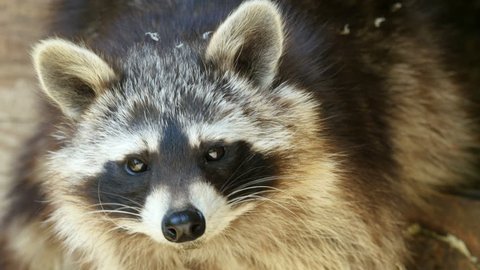Face of North american raccoon (Procyon lotor) extreme closeup 4K UHD
