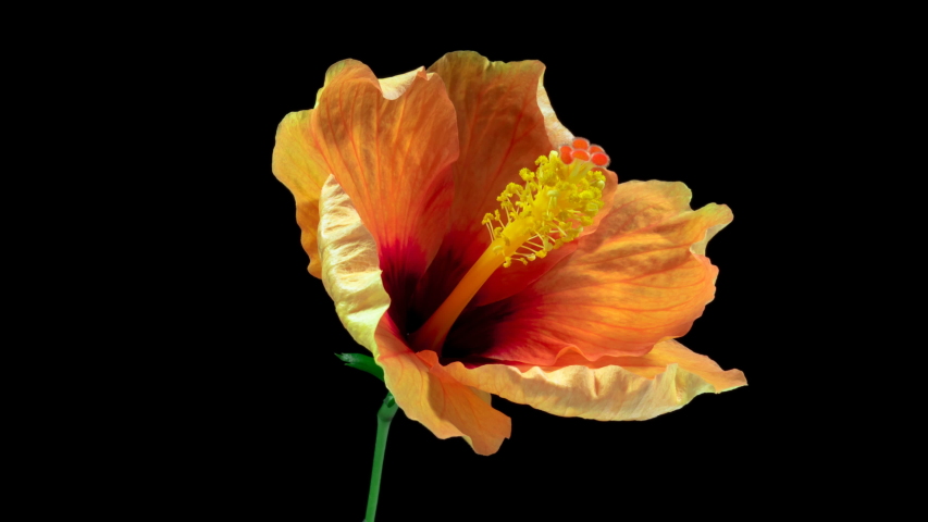 Timelapse of the hibiscus flower blooming on a black background Royalty-Free Stock Footage #1033855472