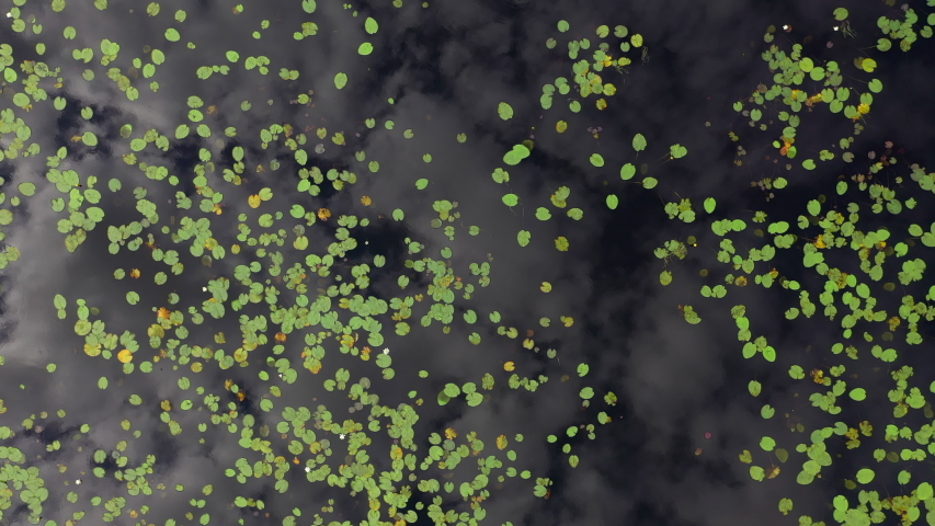 Aerial view of a lake full of water lillies