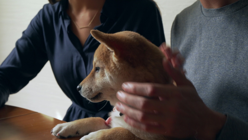 Close up family couple petting a shiba inu puppy dog