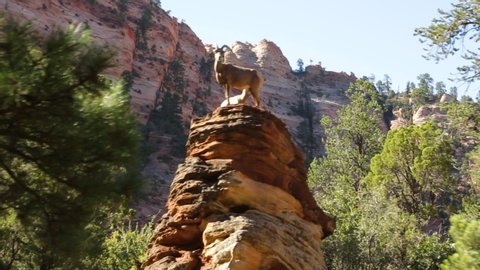 Wild Mountain Goat Standing High in Zion National Park, Utah