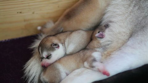 husky mom feeds his newborn puppies with milk