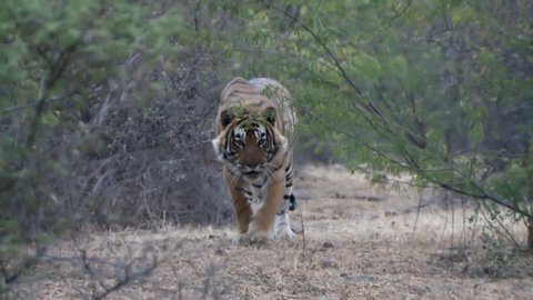 Snarling tiger walks towards the camera