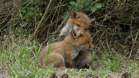 Red fox cubs playing near den, wildlife - vulpes vulpes - UHD/4K stock video
