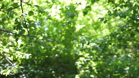 Beautiful green foliage of trees. Sunny summer nature video background.