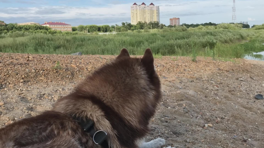 The dog admires the surrounding nature. Pauses a moment. Husky admire and reflect on life Time lapse. 