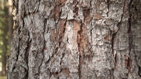 Conifer trunk in wild evergreen forest