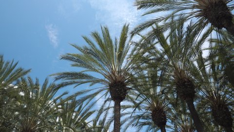 Anaheim, CA / USA - July 22, 2019: Pan from exotic palm trees to the Anaheim Convention Center on a beautiful sunny day with blue sky