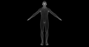 Man, person, human, individual, human being, fellow in Hologram Wireframe Style. 3d model. HUD. Loop video.