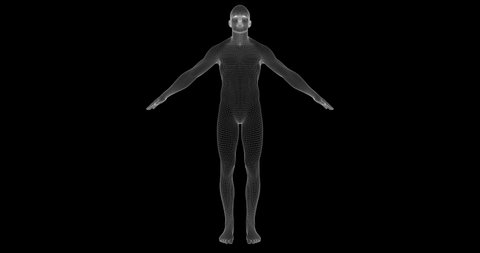 Man, person, human, individual, human being, fellow in Hologram Wireframe Style. 3d model. HUD. Loop video.