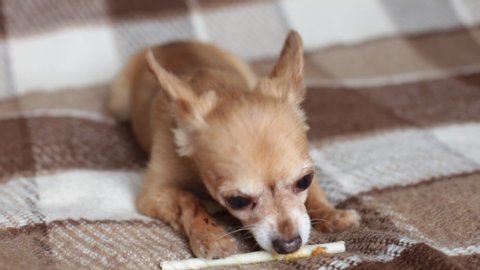 Red dog chihuahua gnaws a bone lying on the couch