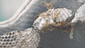 wasps under the roof of the house pests. wasps nest. wild wasp slow motion video. allergy danger lifestyle bite hazard