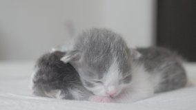 funny video two cute newborn kittens sleep teamwork on lifestyle the bed. pets concept pets concept. little cats striped sleep on a white background