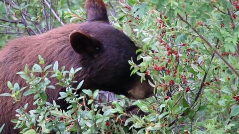 Black bear cub eating berries in National Park in Canada. 