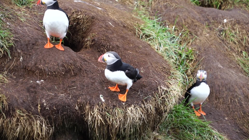 Icelandic Puffin bird on rocky cliff on sunny day at Latrabjarg,  Iceland, Europe. Animal wildlife puffin in the wild has black crown and  back, pale grey cheek patch
