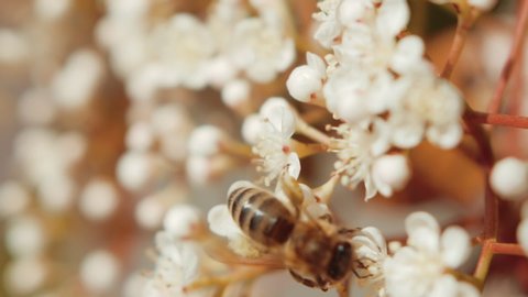 Stunning macro shot of one bee gathering some nectar and pollen from a white elderflower.