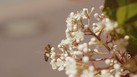 Beautiful close-up shot of a small bee flying in front of a white elderflower.