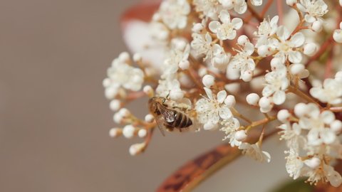 Great close-up shot of a small bee collecting some nectar and pollen from a white elderflower.