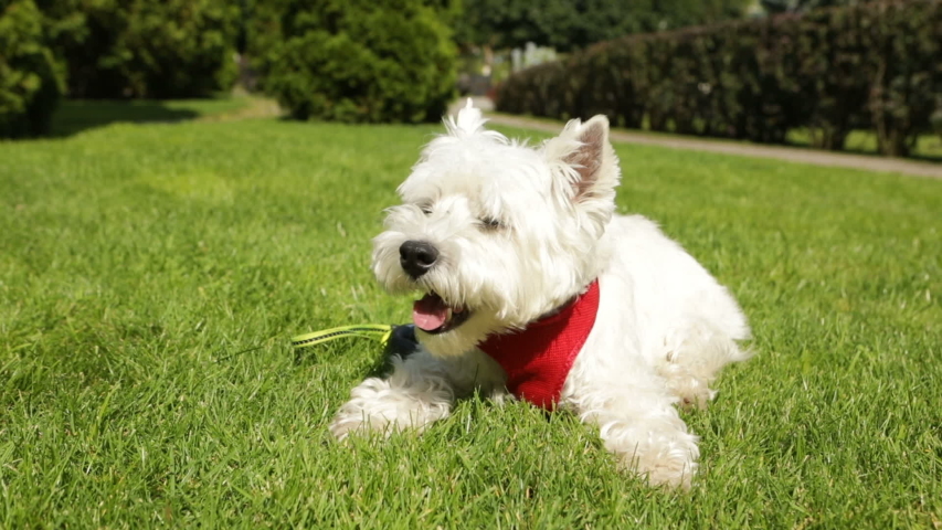 Adorable small dog West highland white lying down on the grass enjoying sun sunbathing. Summer time. Red leash. Video footage | Shutterstock HD Video #1033898405