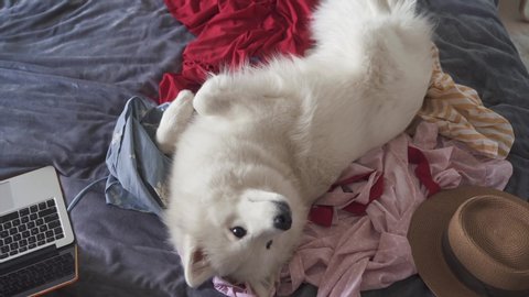 Pet made a mess on the bed in the bedroom