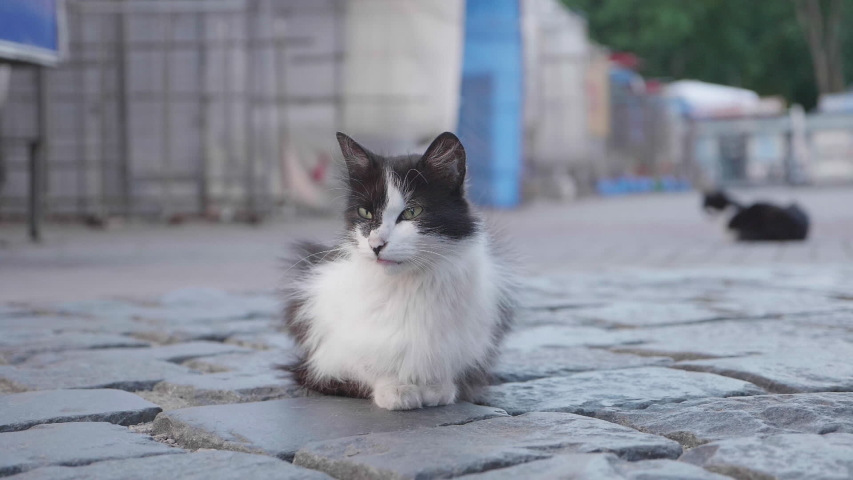 Homeless Shabby Tricolor Cat in」の動画素材（ロイヤリティフリー 