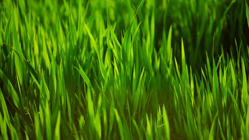 Grass green closeup Slow Motion rack focus