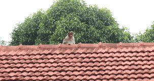 Monkey on the Home closeup