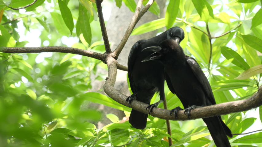 Couple of crow on the tree.