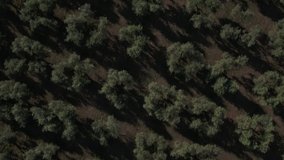 Aerial footage drone view of Olive grove, in Italy // no video editing