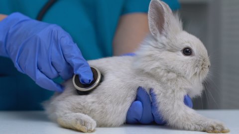 Vet checking rabbit health with stethoscope, complete pet physical examination