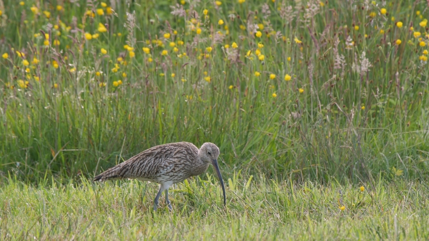 Eurasian curlew feeding using it's large curved bill on a meadow, with wildflowers in the background. Royalty-Free Stock Footage #1033907504