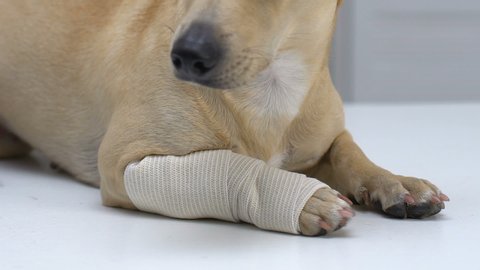 Dog paw wrapped in elastic bandage, pet injury, muscle strain, first aid service