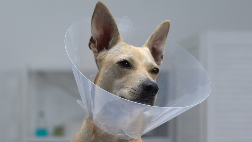 plastic cone dog
